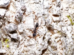 Iridomyrmex mayri