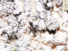 Iridomyrmex mayri