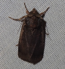 Parabagrotis