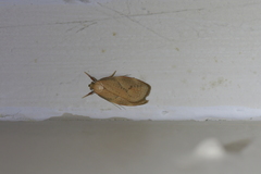 Proteodes carnifex