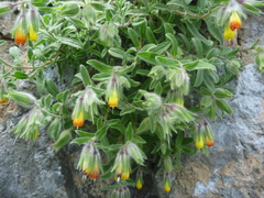 Onosma frutescens