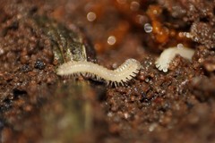 Phygoxerotes