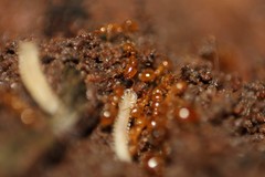 Phygoxerotes