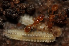 Phygoxerotes