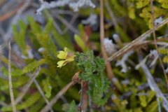 Euphrasia cockayneana