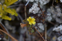 Euphrasia cockayneana