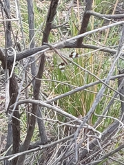 Glenoleon pulchellus