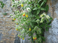 Onosma frutescens