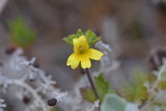 Euphrasia cockayneana