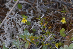 Euphrasia cockayneana