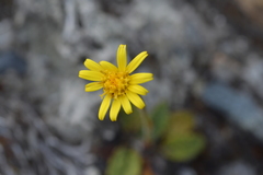 Brachyglottis bellidioides