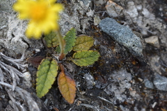 Brachyglottis bellidioides