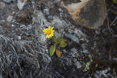 Brachyglottis bellidioides