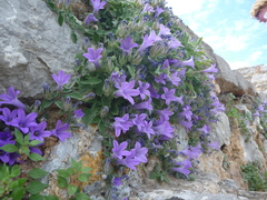 Campanula andrewsii