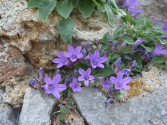Campanula andrewsii