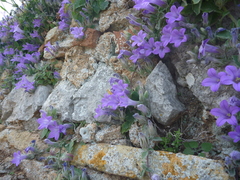Campanula andrewsii