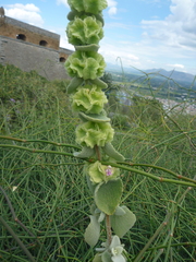 Pseudodictamnus acetabulosus