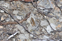 Orocrambus catacaustus
