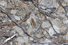 Orocrambus catacaustus