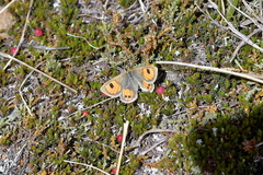 Argyrophenga janitae