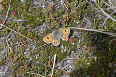 Argyrophenga janitae