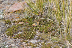 Argyrophenga janitae