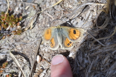 Argyrophenga janitae