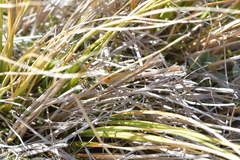 Argyrophenga janitae