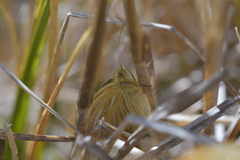 Argyrophenga janitae