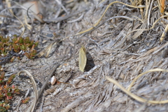 Argyrophenga janitae