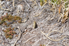 Argyrophenga janitae