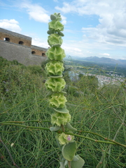 Pseudodictamnus acetabulosus
