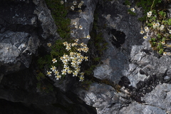 Celmisia bellidioides