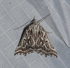 Plataea californiaria