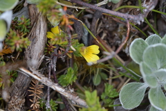 Euphrasia cockayneana