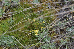 Euphrasia cockayneana