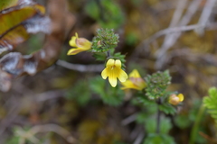 Euphrasia cockayneana
