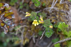 Euphrasia cockayneana