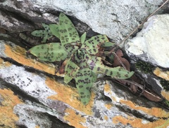 Stenoglottis fimbriata