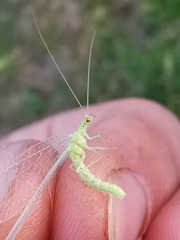 Pseudomallada prasinus