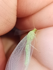 Pseudomallada prasinus