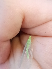 Pseudomallada prasinus