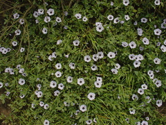 Nolana humifusa