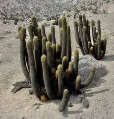 Haageocereus pseudomelanostele