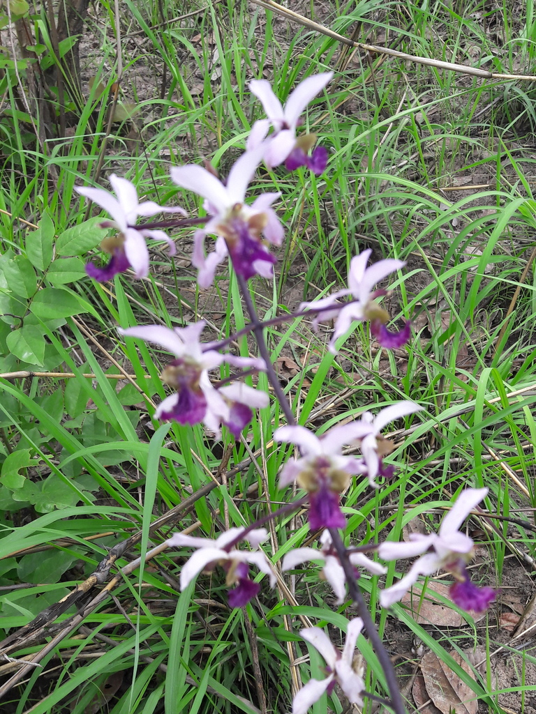 Eulophia cristata