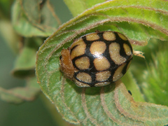 Solanophila