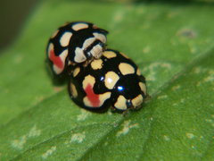 Cheilomenes sulphurea