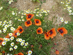 Papaver apulum