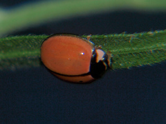 Cheilomenes propinqua