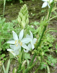 Trihesperus glaucus